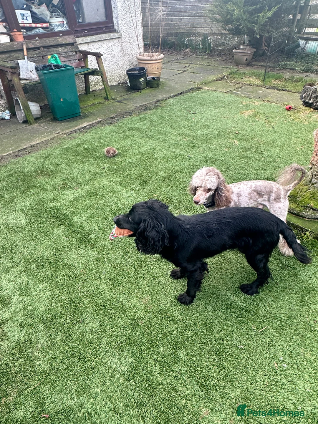 Cockapoo dogs for sale: Stunning Toy Cockapoo Boys in Kinross - Advert 10