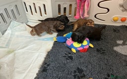 Cocker Spaniel dogs for sale: KC Reg Show Cocker Ext health tested - Image 14