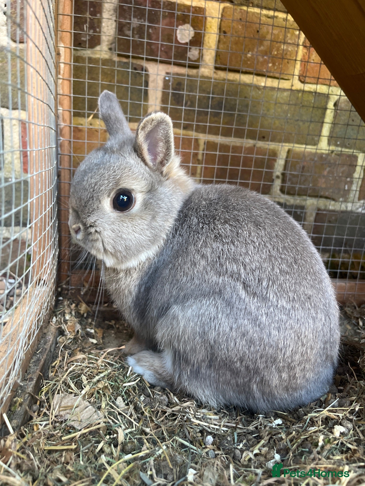 Netherland Dwarf rabbits Netherland dwarf adult  - Advert 1