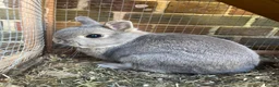 Netherland Dwarf rabbits for sale: Netherland dwarf adult  - Advert 1