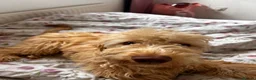 Cockapoo dogs for sale: Cockapoo  - Advert 2
