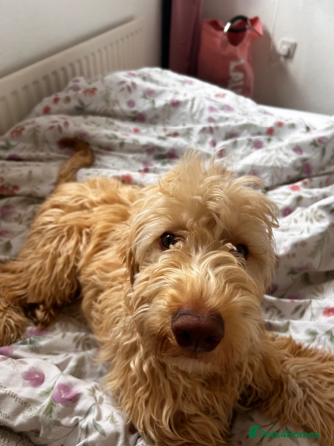 Cockapoo dogs for sale: Cockapoo  - Advert 2
