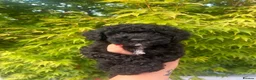 Maltipoo dogs for sale: Stunning litter of F1B Maltipoos !  - Advert 4