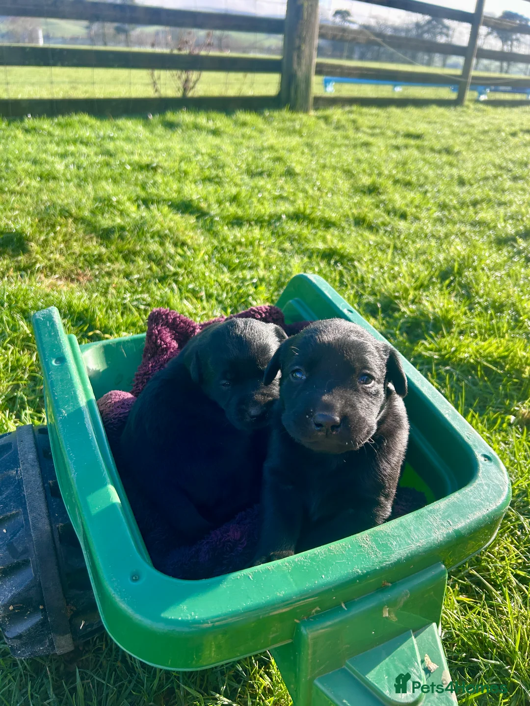 Labrador Retriever dogs for sale: Labrador Puppies - Advert 29