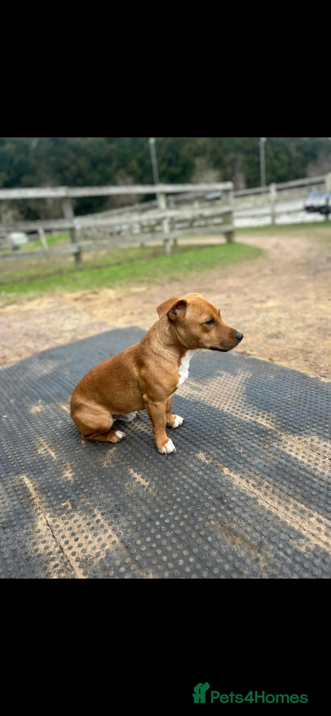 Jack Russell dogs for sale: Beautiful Jack Russell puppies  in Dunbar - Advert 2