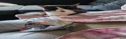 Mixed Breed cats for sale: 3 beautiful kittens mix breed in King's Lynn - Advert 1