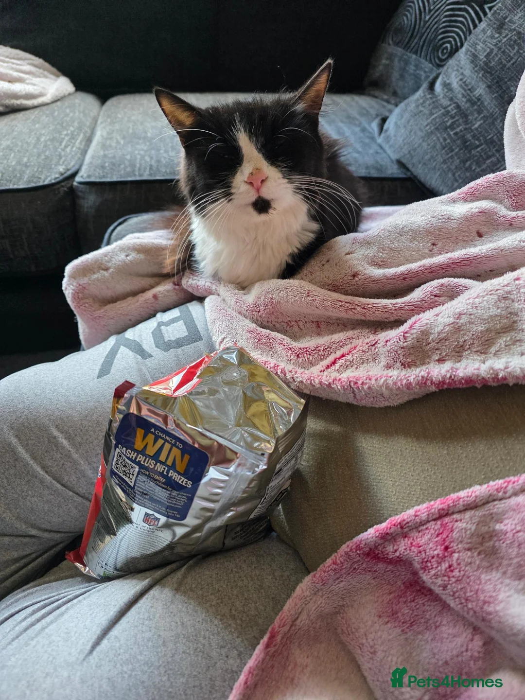Mixed Breed cats for sale: 3 beautiful kittens mix breed in King's Lynn - Advert 1