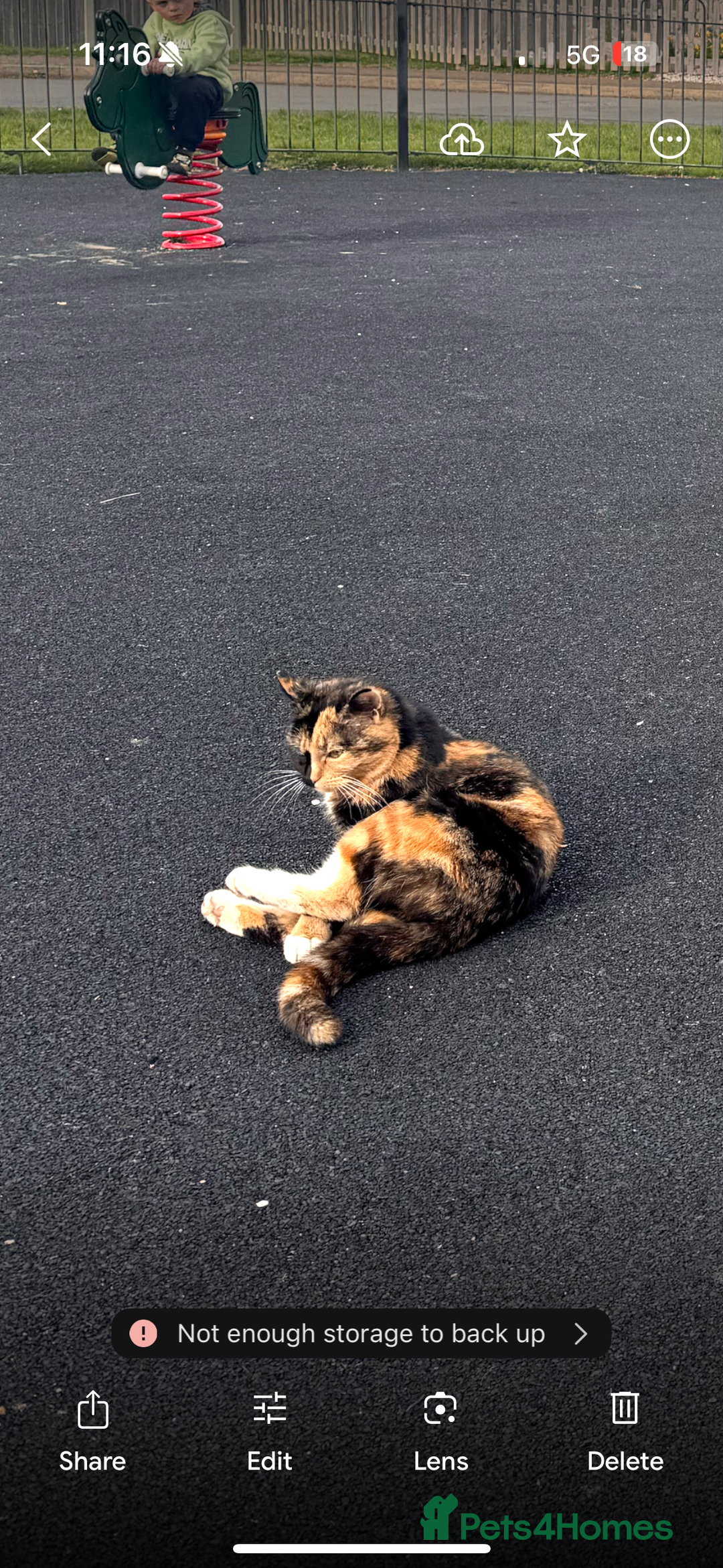 Domestic Shorthair cats for sale: Adult and kitten - Image 2