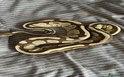 Python Snake reptiles for sale: Royal python with full set up - Image 3