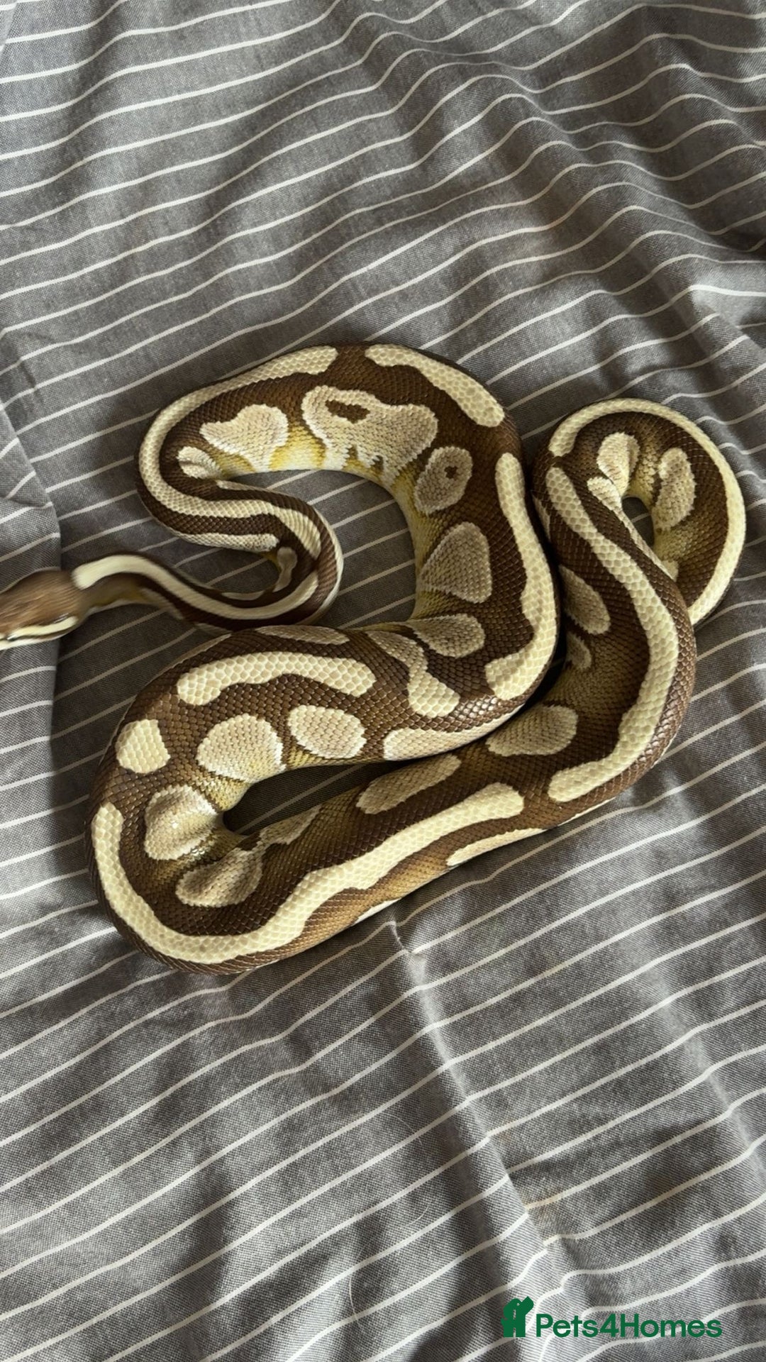 Python Snake reptiles for sale: Royal python with full set up - Image 3