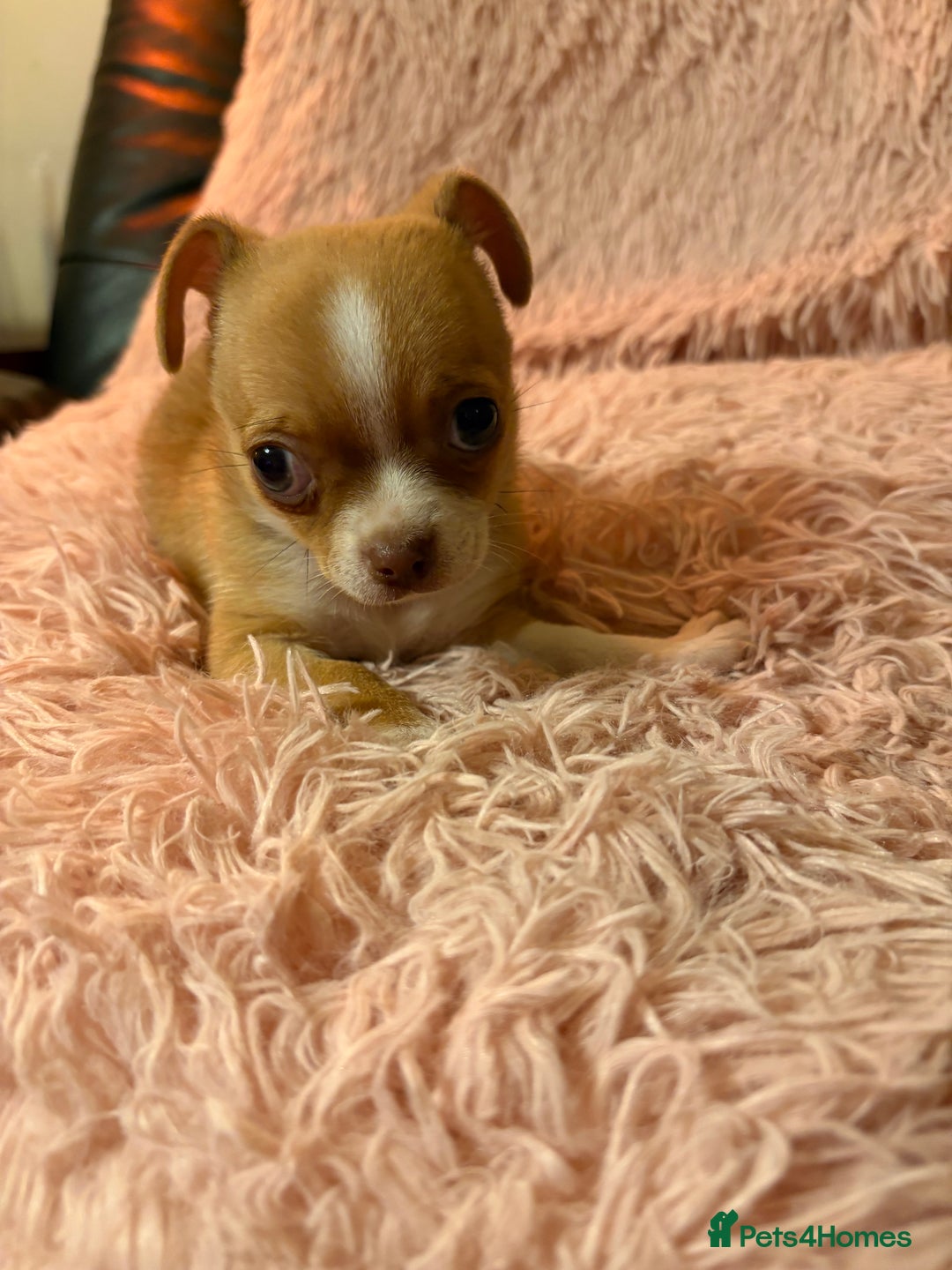 Chihuahua dogs for sale: Tiny Chihuahua puppy for sale  - Advert 7
