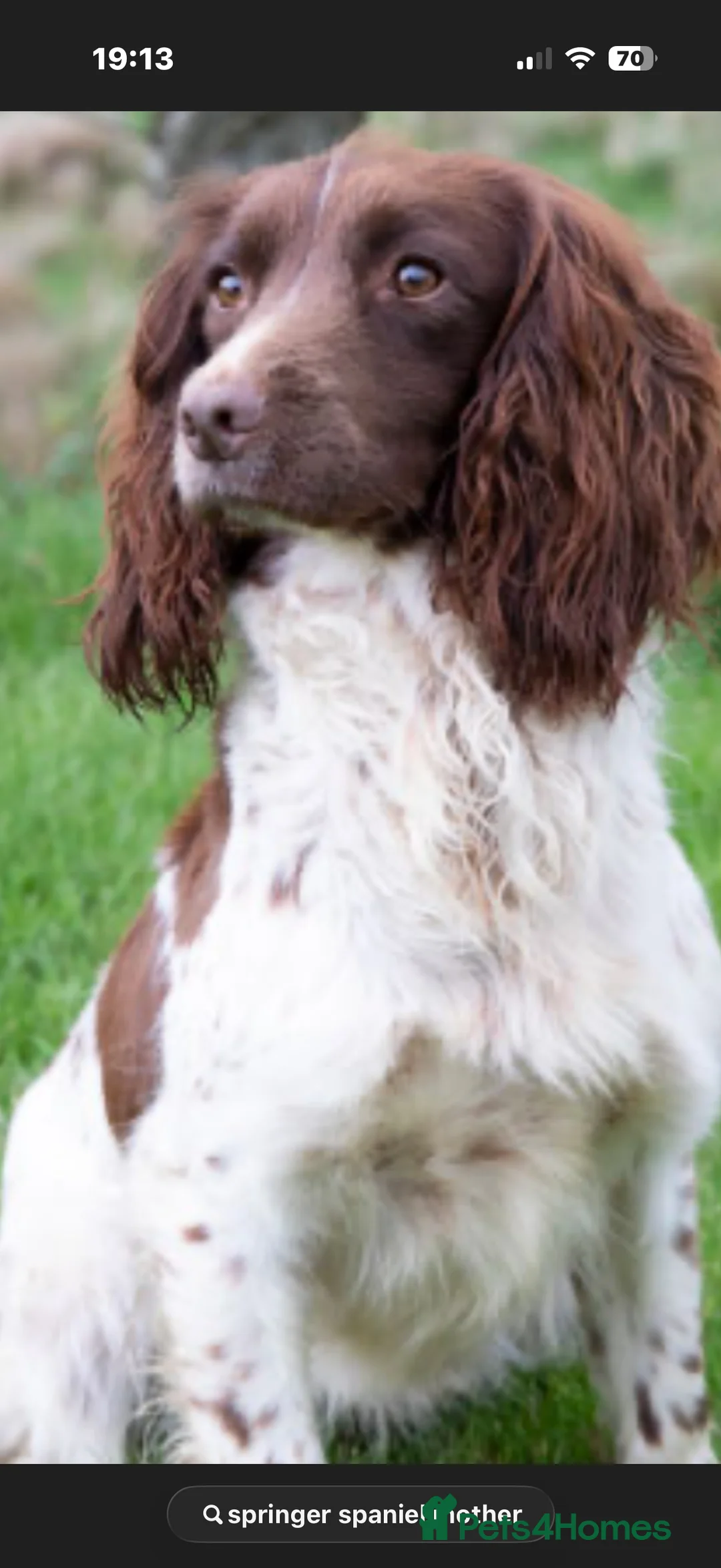 English Springer Spaniel dogs for sale: Male english springer spaniel  in Studley - Advert 2