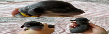 Blue and Tan Long Haired Miniature Dachshund