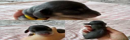 Miniature Dachshund dogs for sale: Blue + Tan Piebald Long Haired Miniature Dachshund - Advert 10