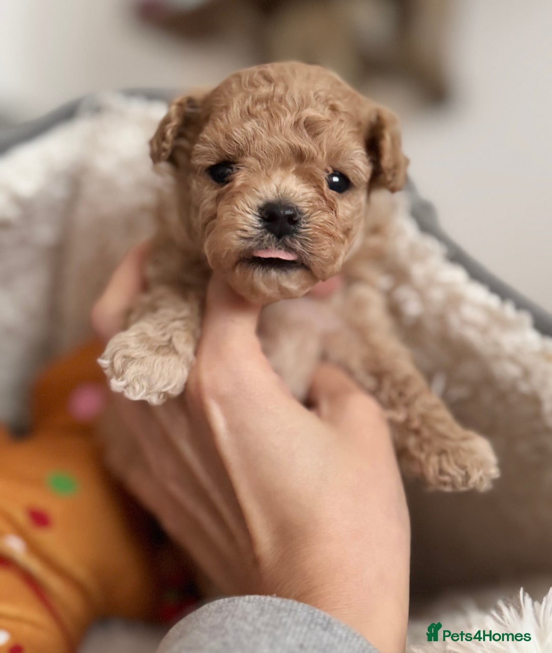 Maltipoo dogs for sale: ✨One in a Million Asian/Korean Maltipoo Girls✨ - Advert 7