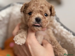 Maltipoo dogs ✨One in a Million Asian/Korean Maltipoo Girls✨ - Advert 18