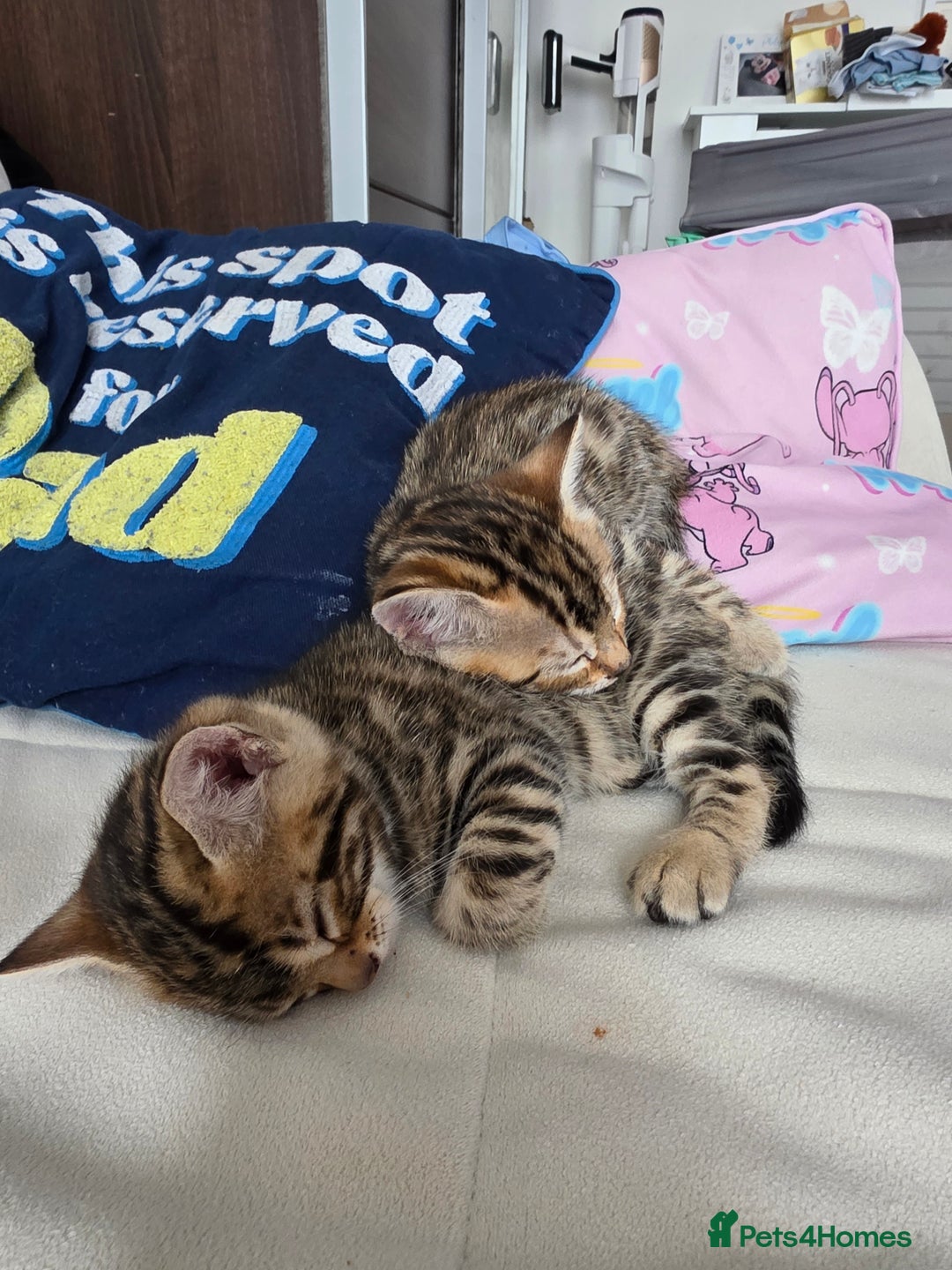 Bengal cats for sale: Beautiful bengal cross kittens - Advert 18