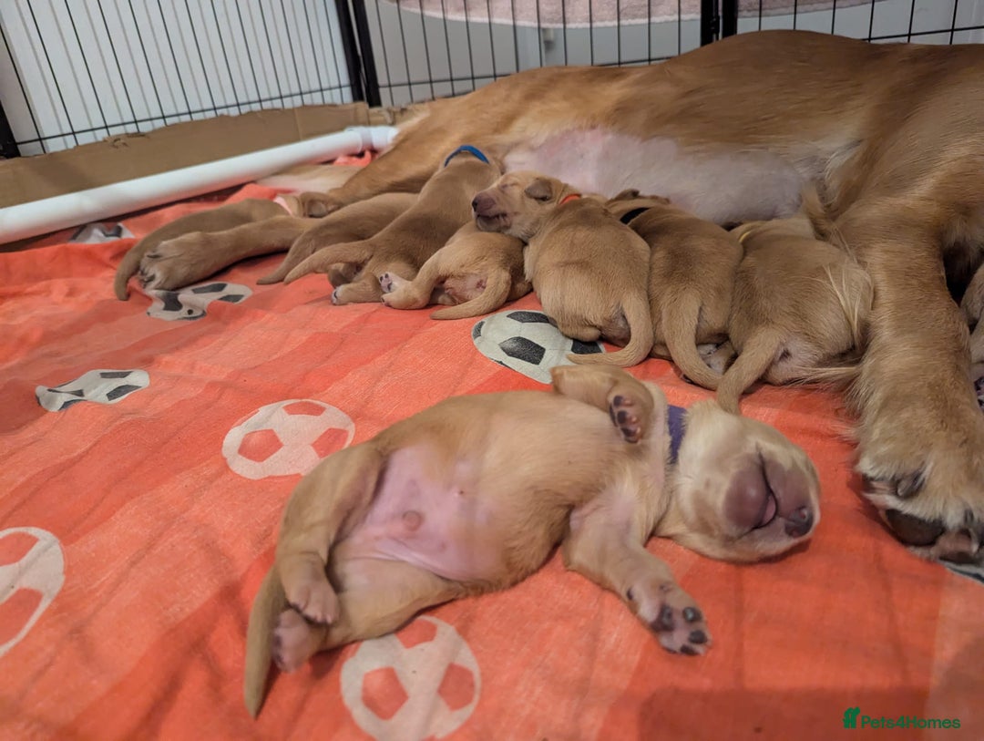 Golden Retriever dogs for sale: Golden retriver puppies (2 girls reserved) - Advert 4