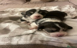 Welsh Corgi Pembroke dogs for sale: KC REG PEMBROKESHIRE CORGIS - Image 8