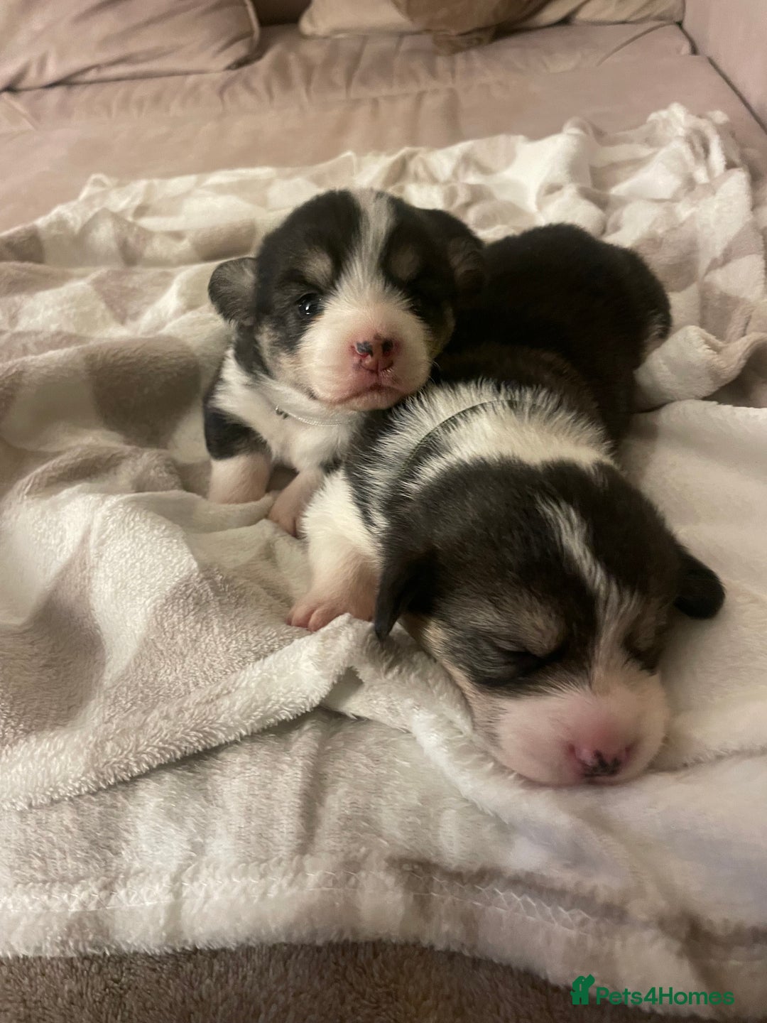 Welsh Corgi Pembroke dogs for sale: KC REG PEMBROKESHIRE CORGIS - Image 8