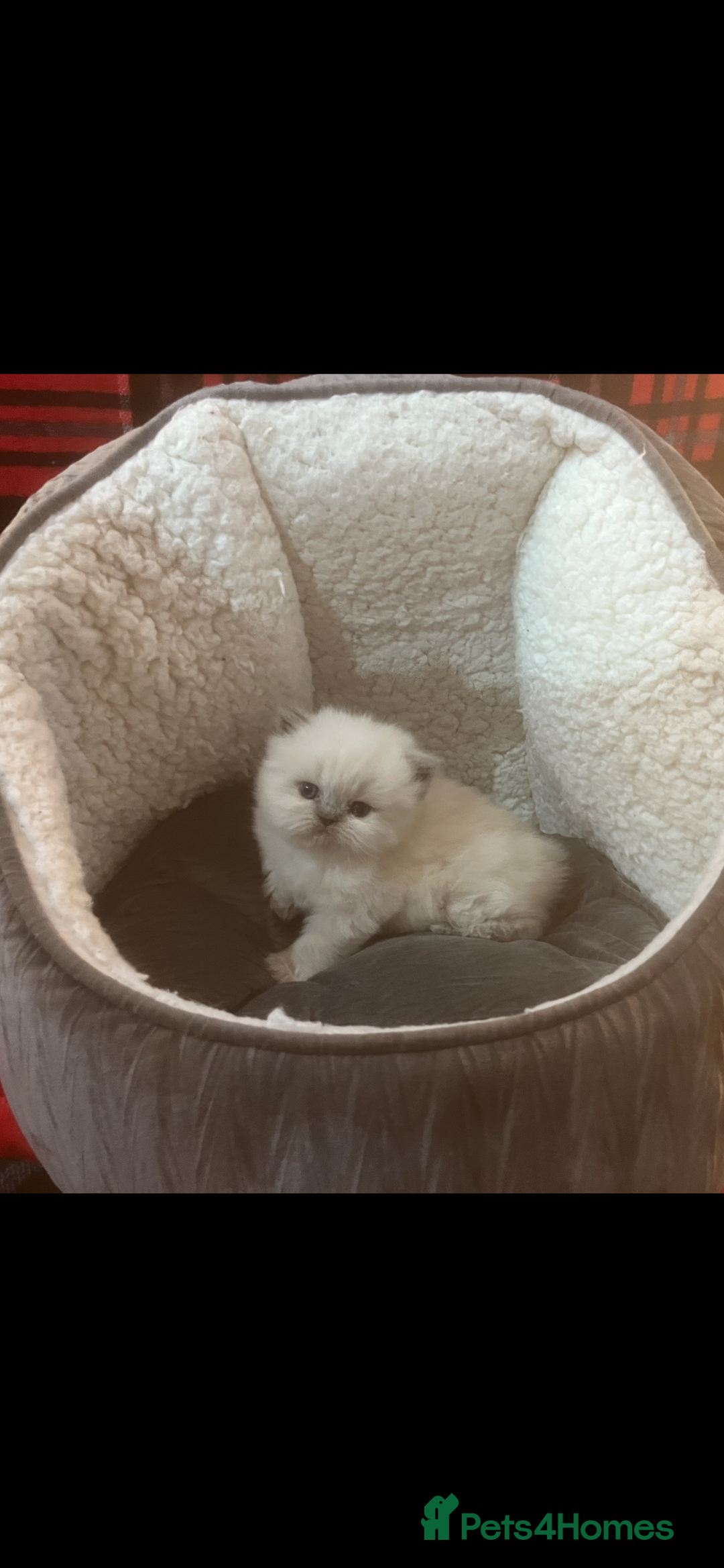 Persian cats for sale: 4 ADORABLE LITTLE CUTIE PIES, (READY 9TH JAN)  - Advert 5