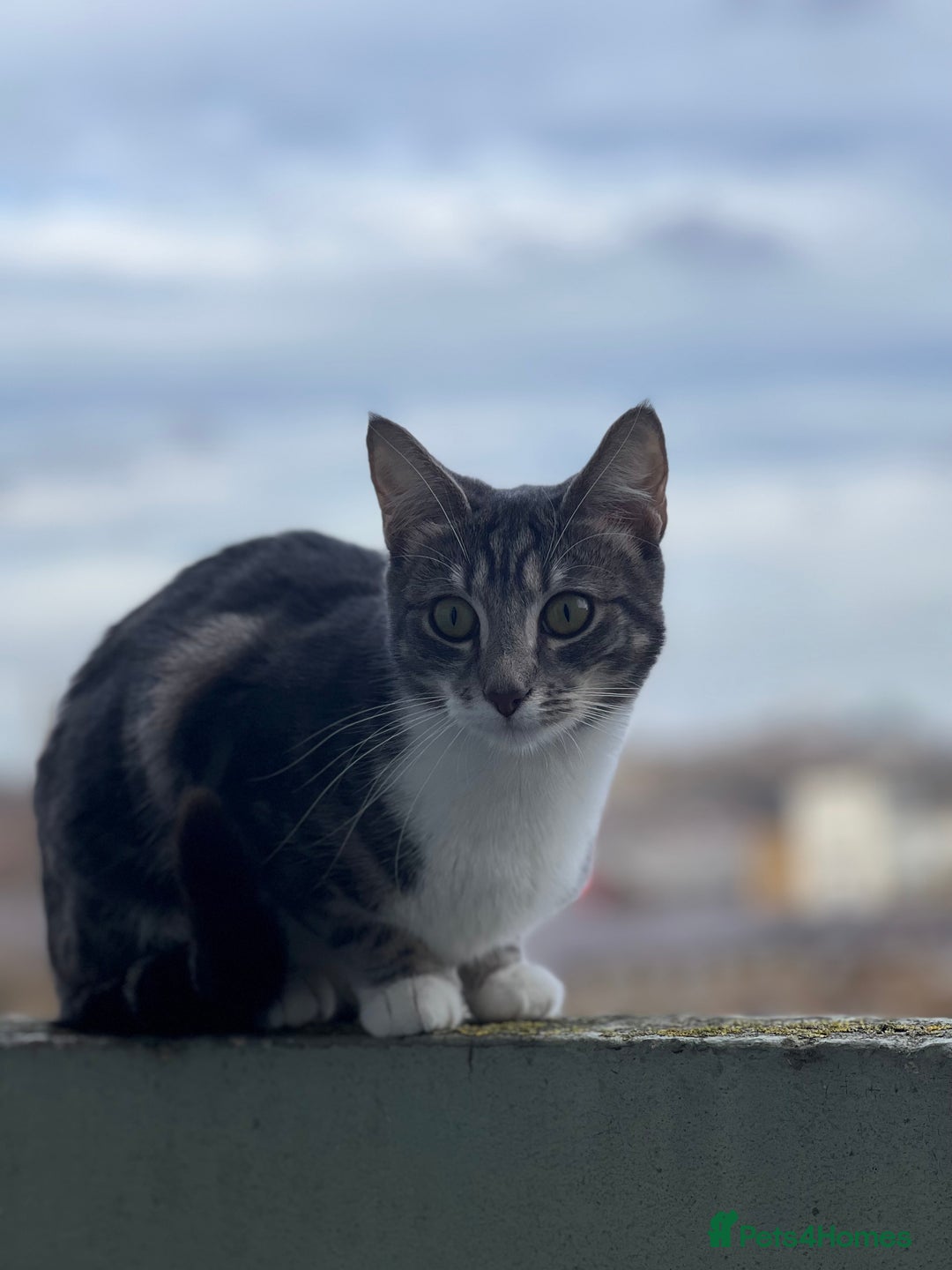 American Shorthair cats for sale: Beautiful tabby cat for sale - Advert 7