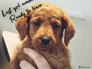 Labradoodle dogs READY to leave - Miniature F1b Labradoodles - Advert 2