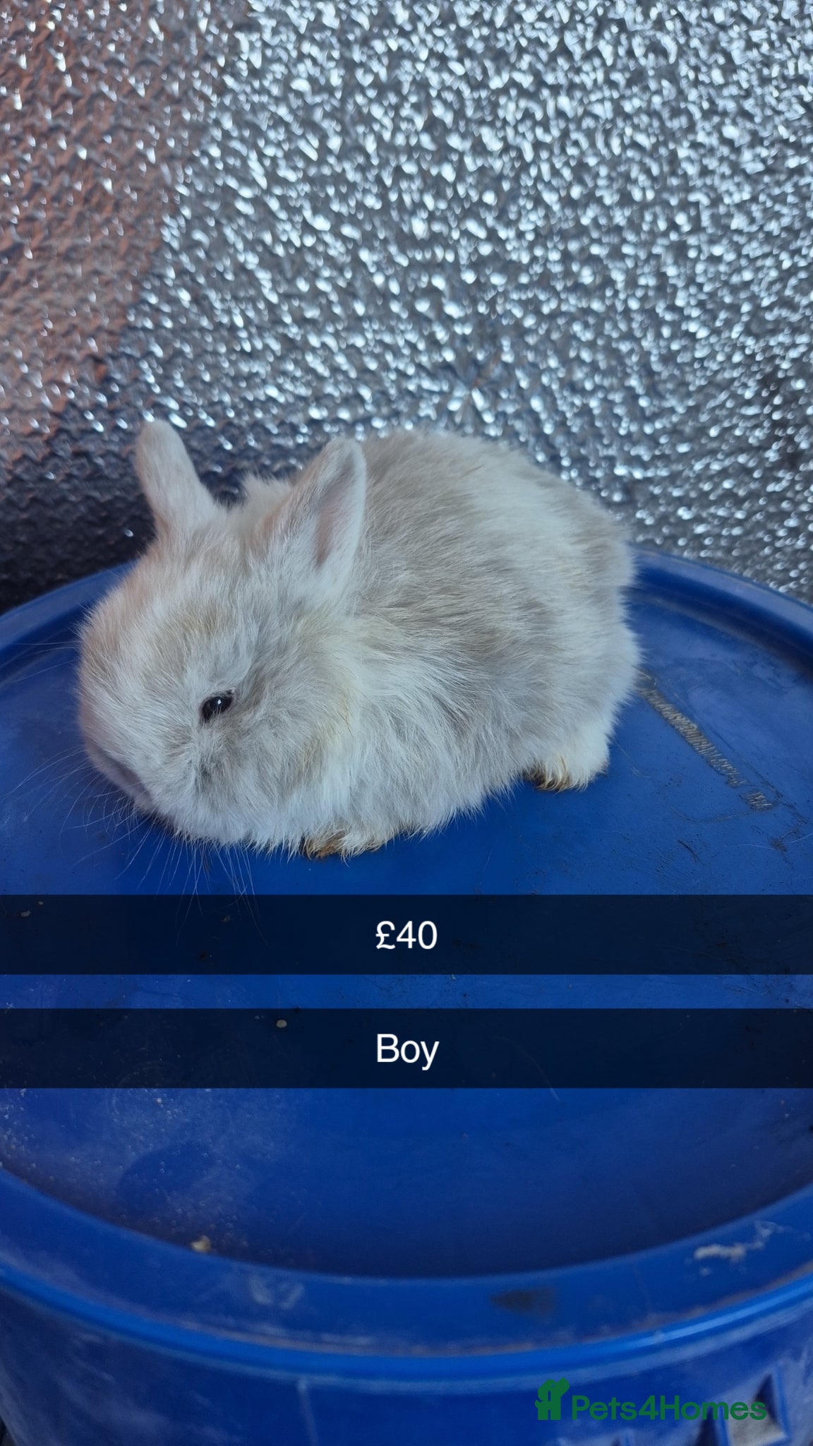 Lionhead rabbits Lionhead Baby Rabbits 8 weeks (Friendly) - Advert 4