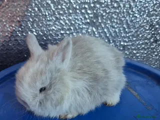 Lionhead rabbits Lionhead Baby Rabbits 8 weeks (Friendly) - Advert 4
