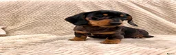 Miniature Dachshund dogs for sale: Miniature Dachshund (Smooth Haired) - Advert 5