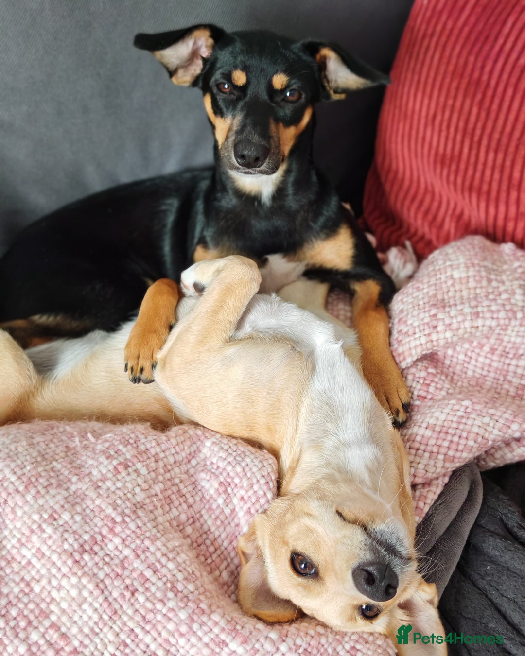 Mixed Breed dogs for adoption: Brooke & Nina are looking for a home together. - Image 8