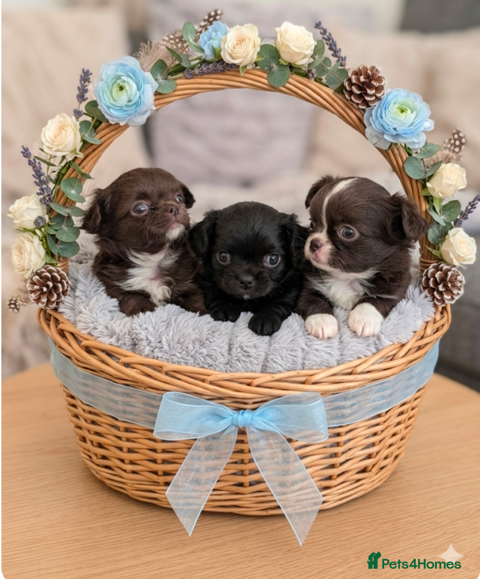 Chihuahua dogs KC registered Long Coat Chihuahuas  - Advert 4