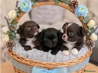 Chihuahua dogs KC registered Long Coat Chihuahuas - Advert 6