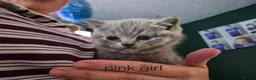 British Shorthair cats for sale: Beautiful chunky brittish short hair kittens - Advert 15