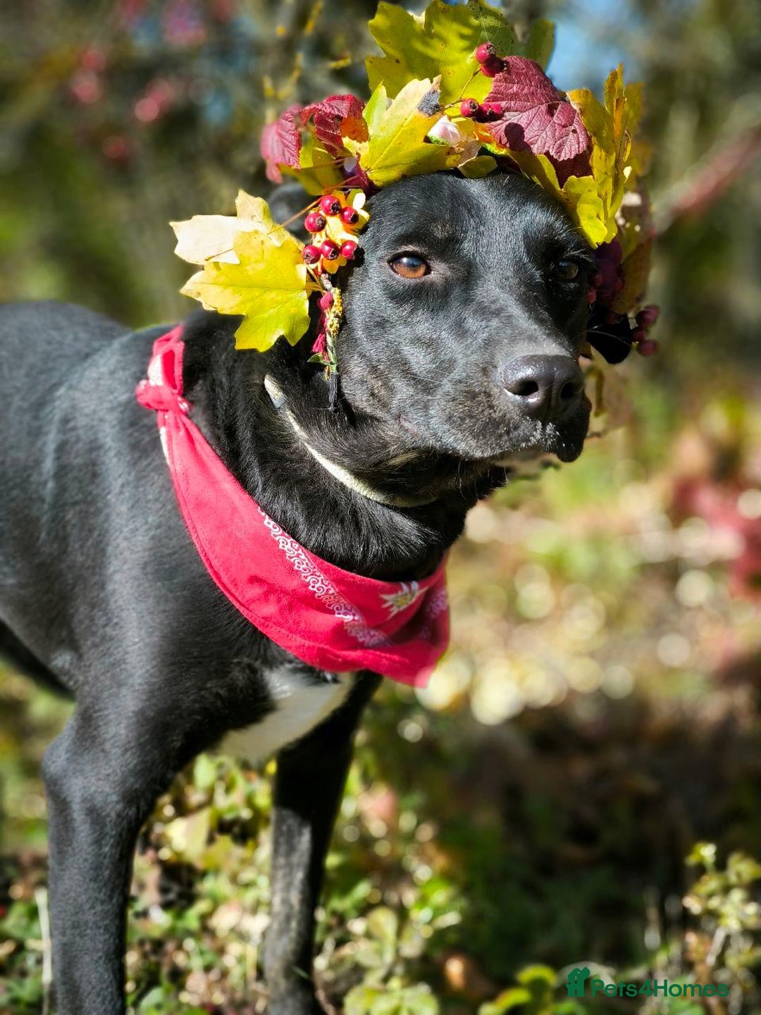 Mixed Breed dogs for adoption: ❤️Blacky❤️1.5 yo upper-medium girl-Labrador cross - Advert 15