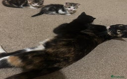 Mixed Breed cats for sale: 4 Gorgeous Kittens - Ready 1/11/25 - Image 2