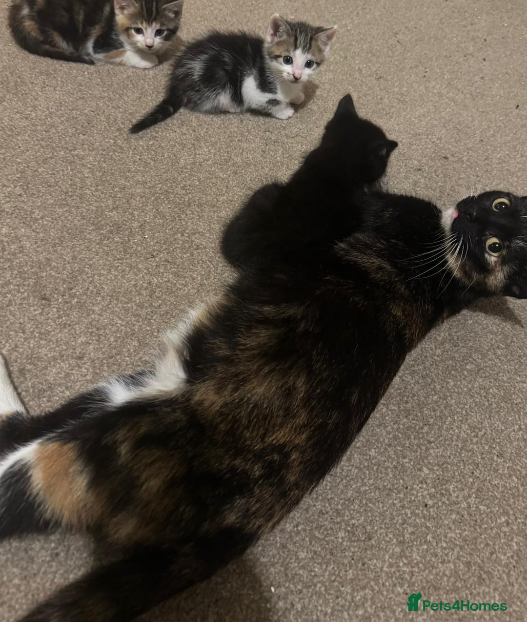 Mixed Breed cats for sale: 4 Gorgeous Kittens - Ready 1/11/25 - Image 2