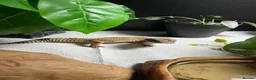 Leopard Gecko reptiles for sale: Leopard Gecko for sale - Advert 6