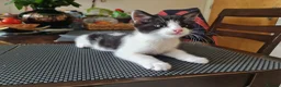 Mixed Breed cats for sale: ***Black and white Male kitten for sale*** - Advert 2