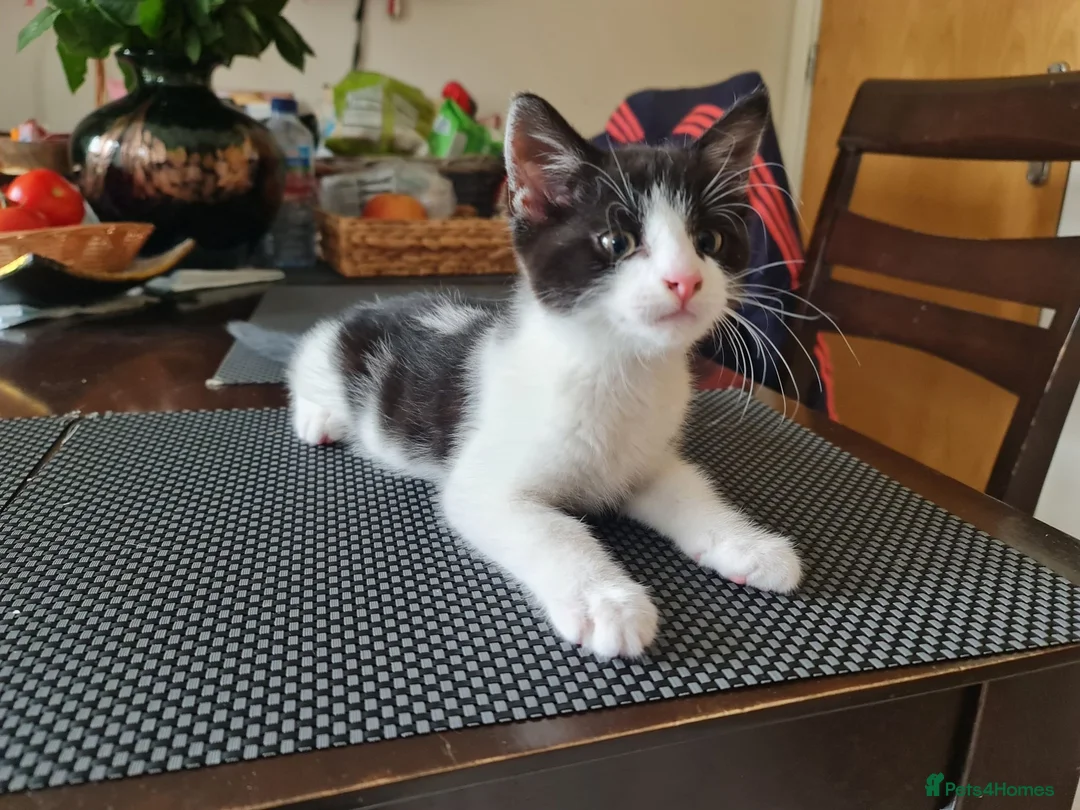 Mixed Breed cats for sale: ***Black and white Male kitten for sale*** - Advert 2