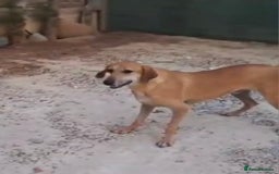 Mixed Breed dogs for adoption: Alfie - Image 4