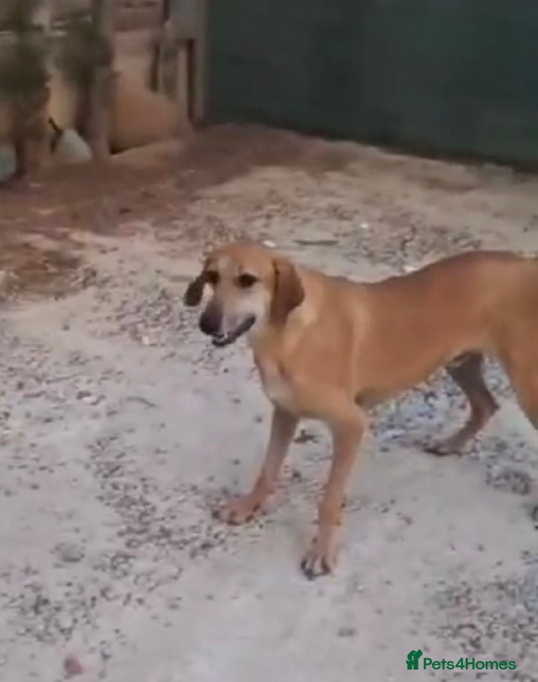 Mixed Breed dogs for adoption: Alfie - Image 4