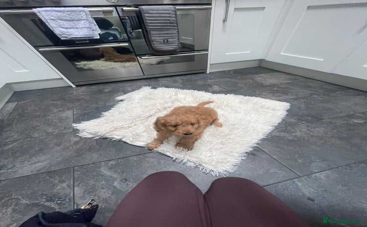 Cockapoo dogs - Advert 1