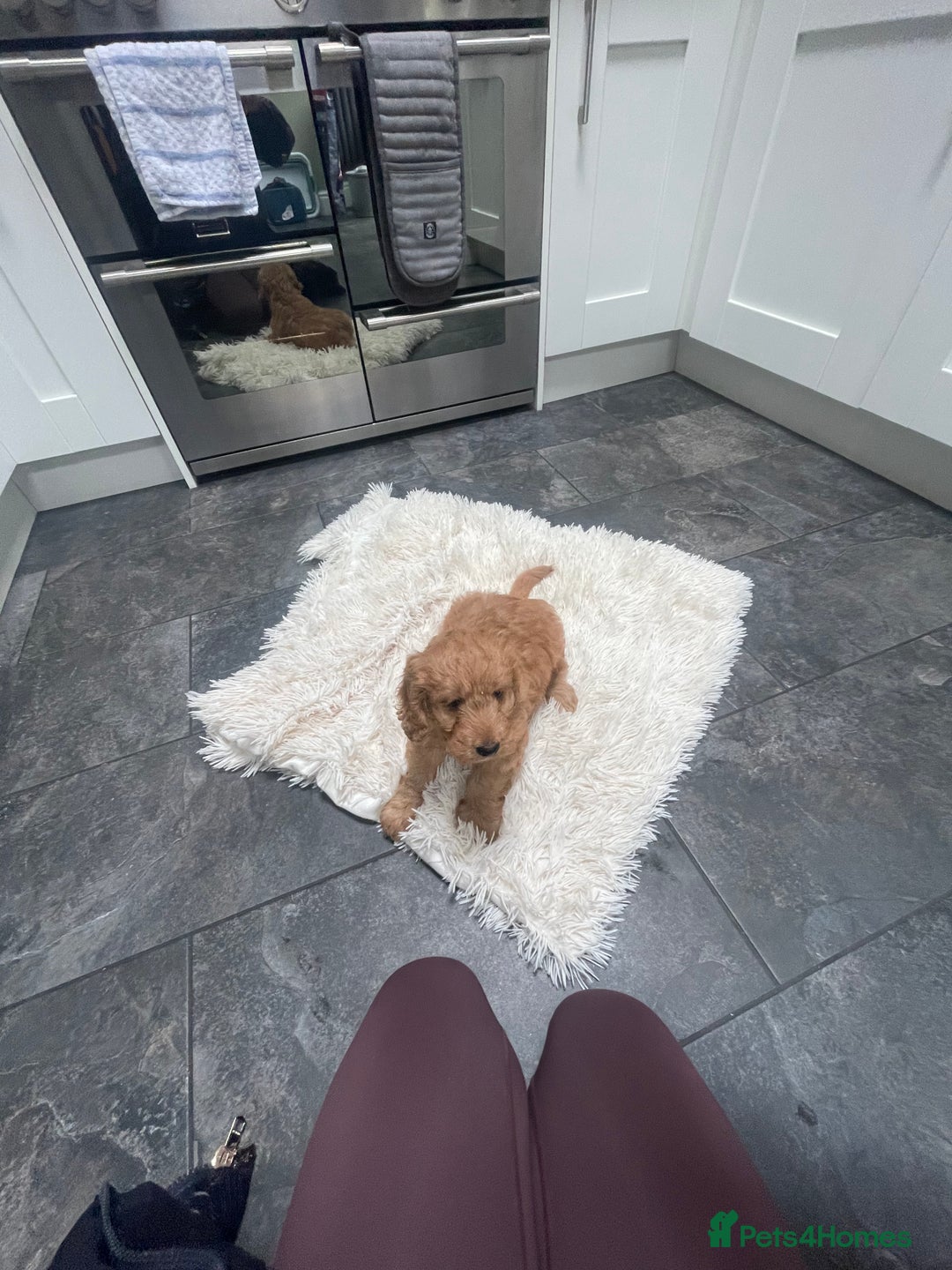 Cockapoo dogs for sale: Beautiful cockerpoo boy  - Image 1