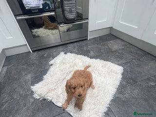 Cockapoo dogs - Advert 1