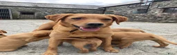 Labrador Retriever dogs for sale: Fox Red labrador Puppies For Sale in Bala - Advert 8