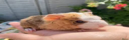 Guinea Pig rodents for sale: Teddy, Abyssinian and longhaired guinea pig pups - Advert 12