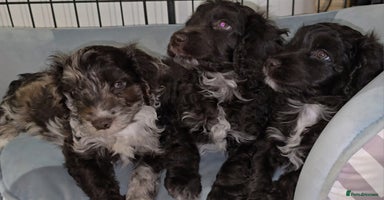 Cockapoo dogs - Advert 2