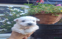 West Highland Terrier dogs for sale: Gorgeous KC registered Westie pups - Image 5