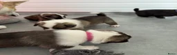 Mixed Breed dogs for sale: Mother is akita x staff father is full Akita - Advert 26